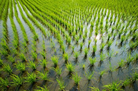 (SeedWorld) Providing Secure, Reliable Phenotype Predictions