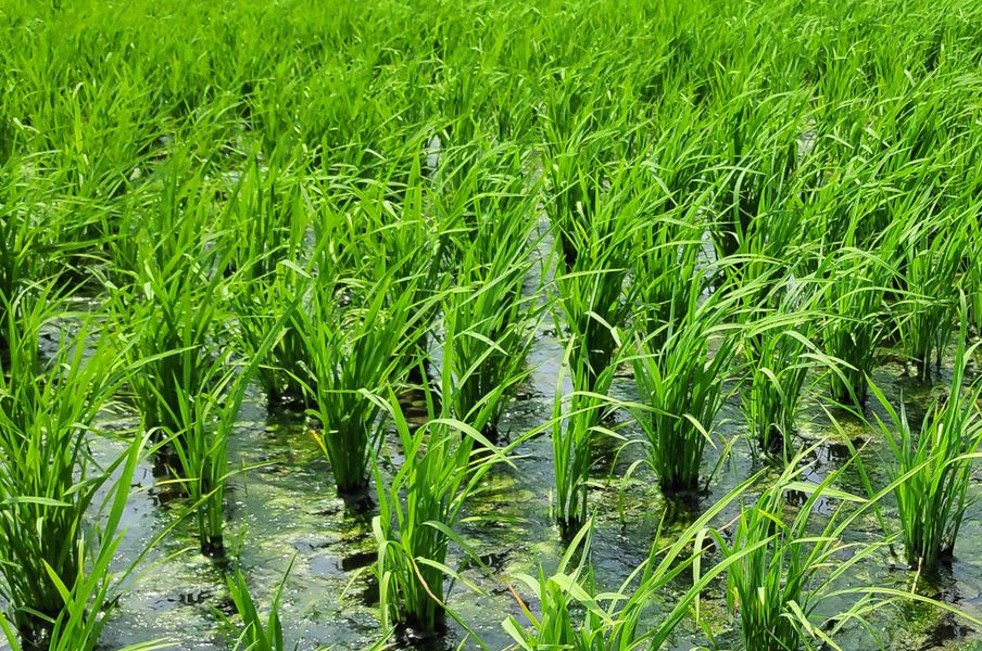 Rice field