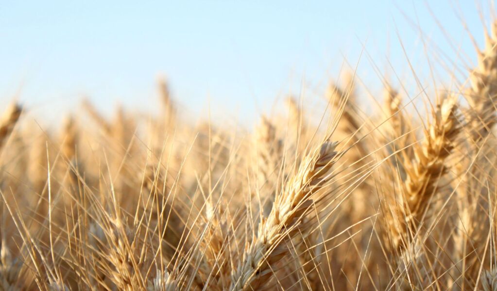 barley field in the sun