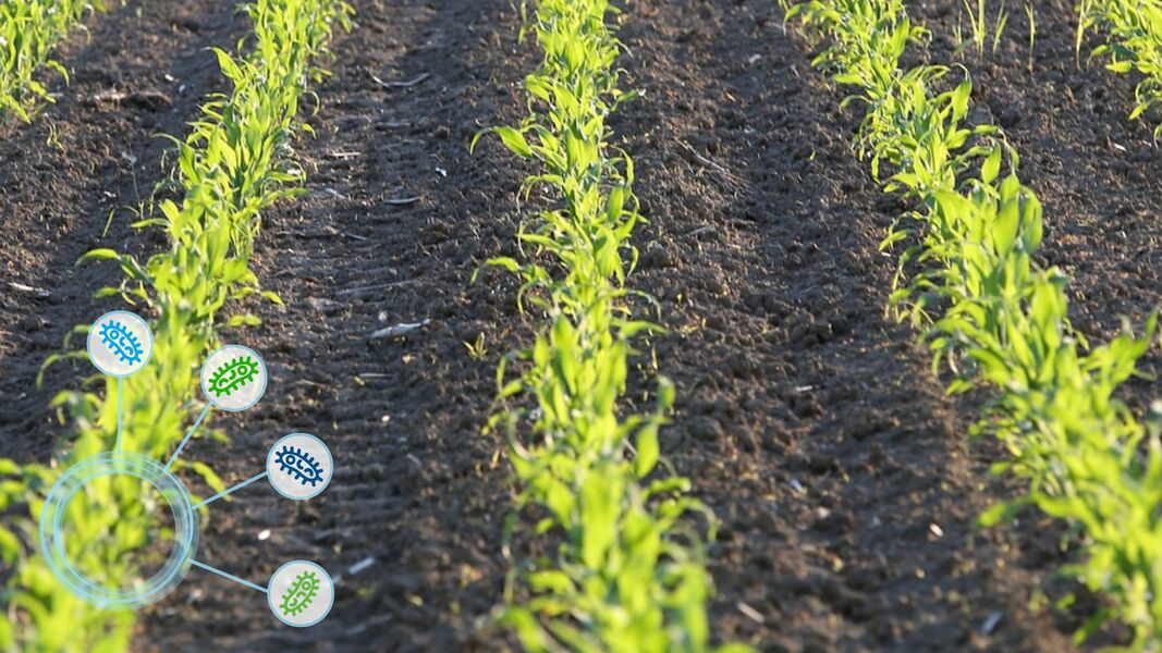 field with young corn