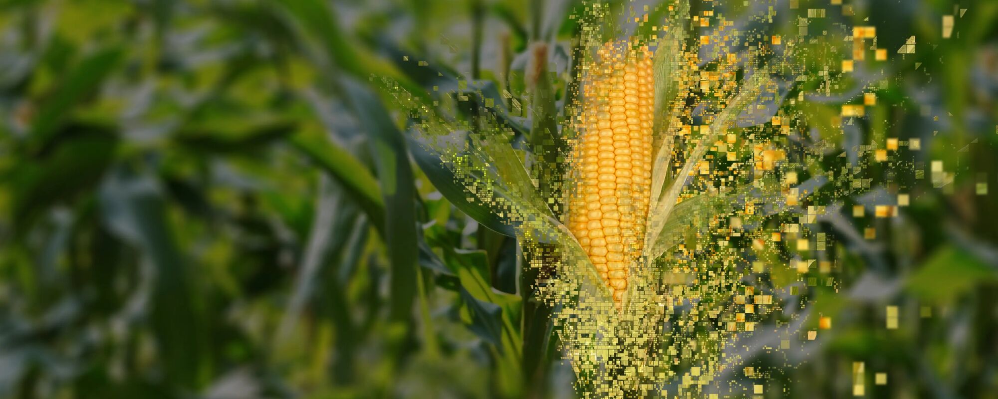 corn header