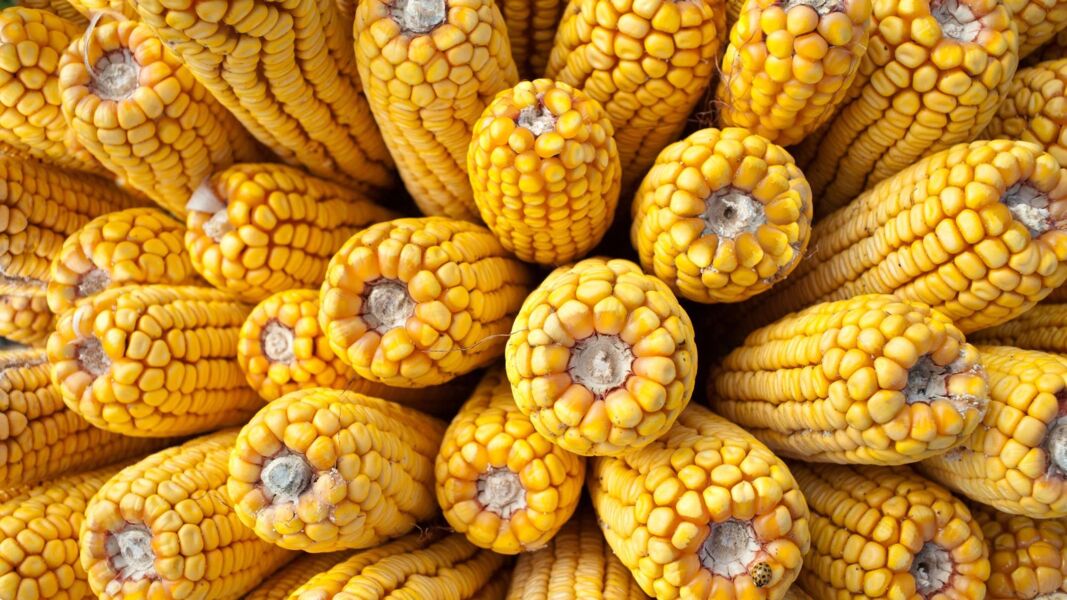 corn circle