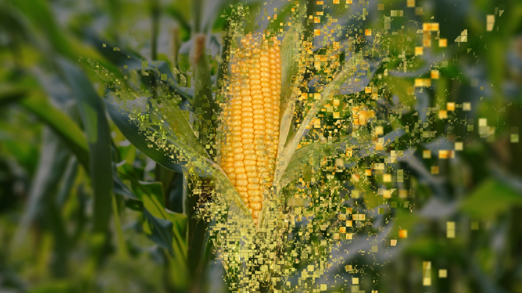 corn cob, digitally modified