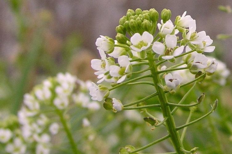 Capsella rubella flowers