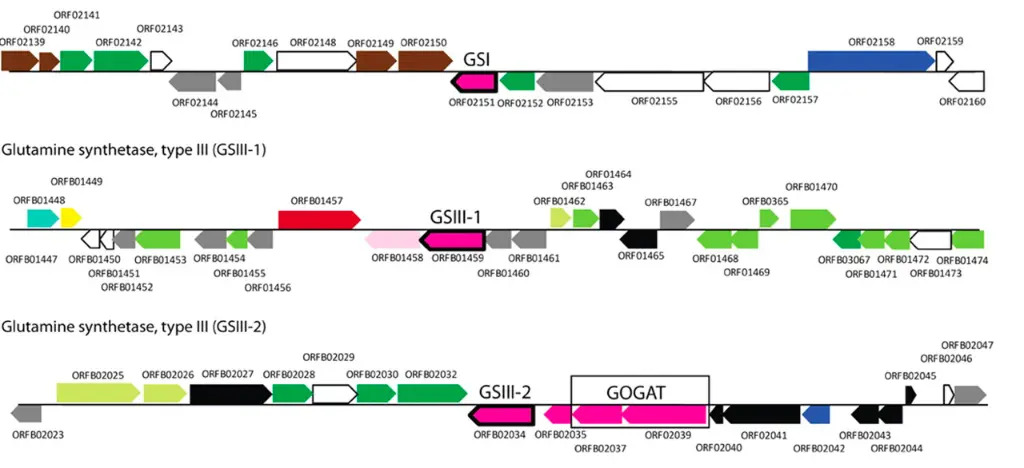 Predicted gene structure of Glutamine synthetase genes