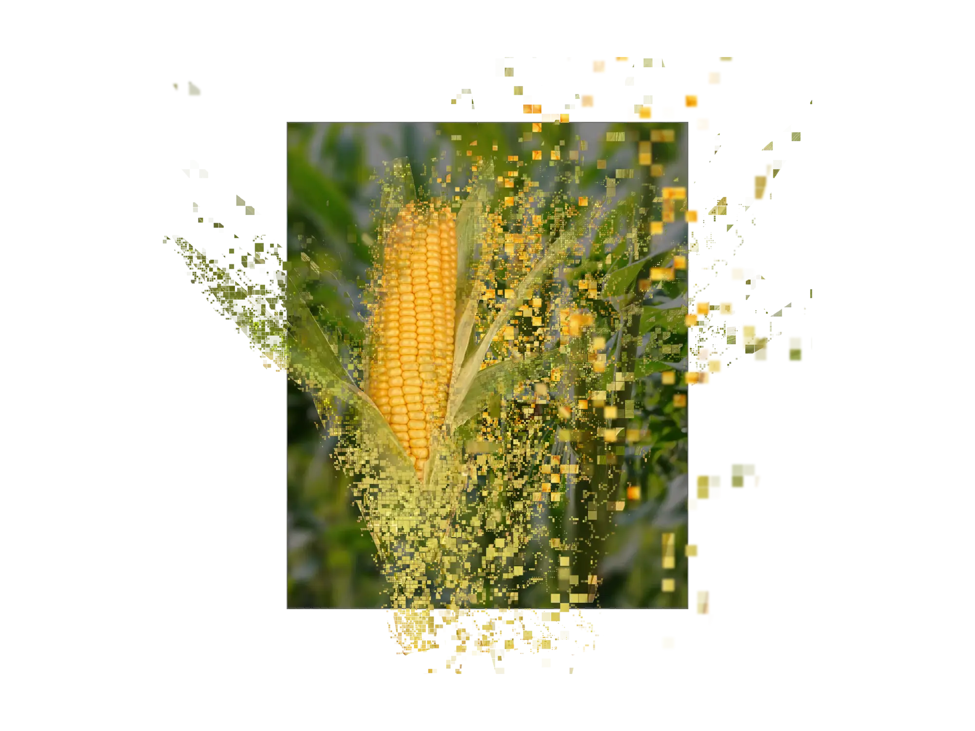 corn cob, digitally modified