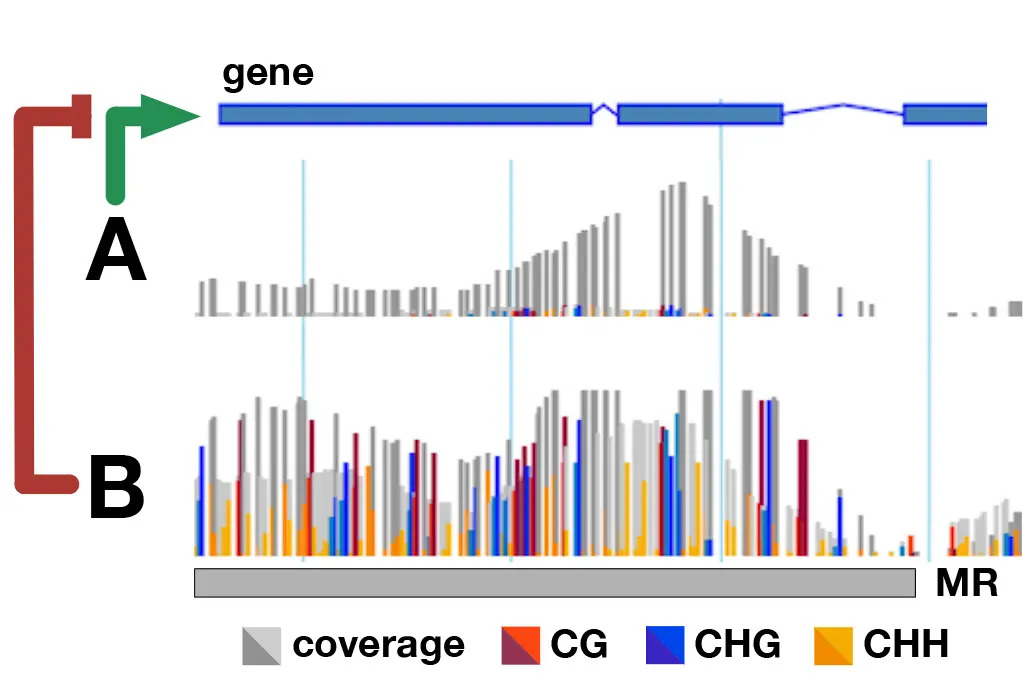 differentially methylated regions within a gene